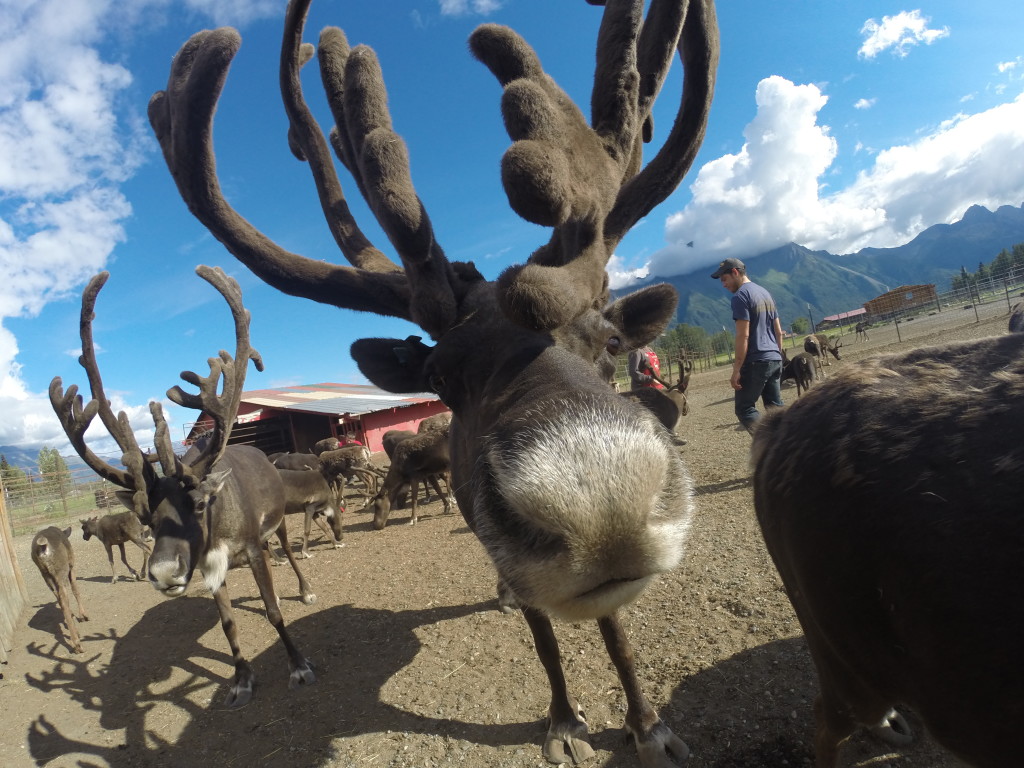 DCIM103GOPRO